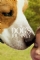 A Dogs Journey (2019)