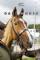 Dark Horse (2015)