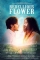 Rebellious Flower (2016)